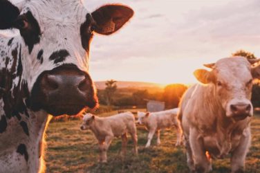 Cows in evening sunlight