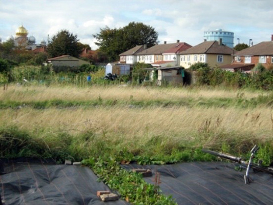 untended grassland and houses in background